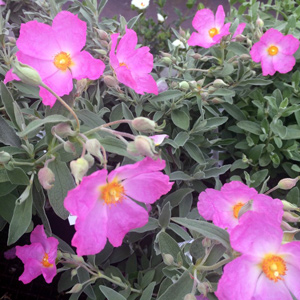 Jester Rock Rose