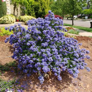 Dark Star Ceanothus
