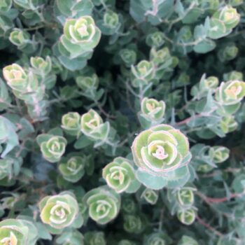 Diablo’s Blush Manzanita