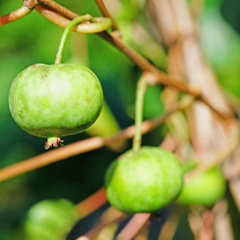 Dumbarton Oaks Hardy Kiwi