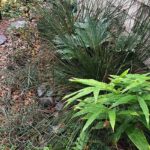 Growing an Edible Rain Garden