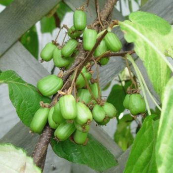 Emerald™ Arctic Beauty Kiwi