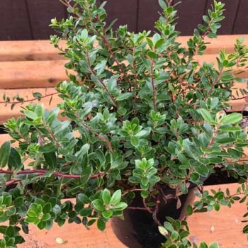Emerald Carpet Manzanita