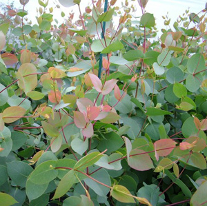 Black Sallee Eucalyptus Tree