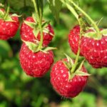 Finnberry Raspberry