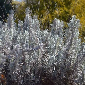 Fred Boutin Lavender