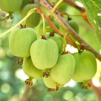Geneva Hardy Kiwi