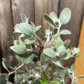 Ghostly Manzanita