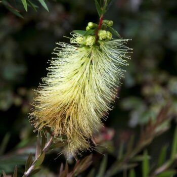 Green Bottlebrush