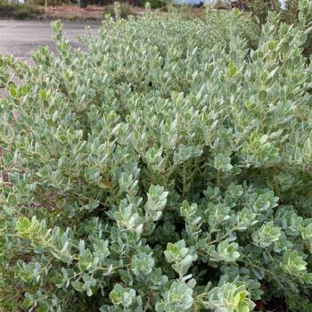 Grey Leaf Sandmat Manzanita