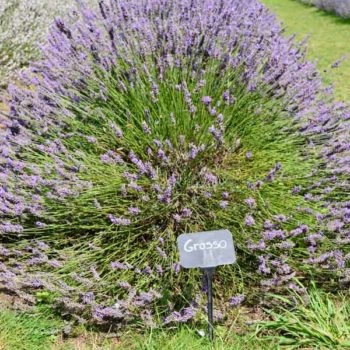Grosso Lavender
