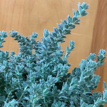 Hairy Canary Clover Shrub