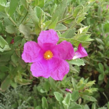 Hairy Rock Rose