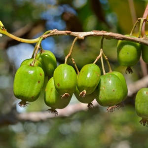 74-49 Female Hardy Kiwi