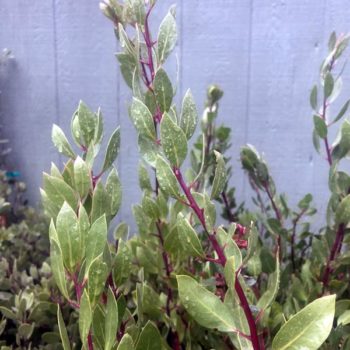 Harmony Manzanita