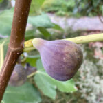 Hâtive d'Argenteuil fig