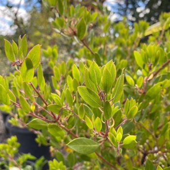 Howard McMinn Manzanita