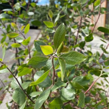 Ishi Pishi Manzanita