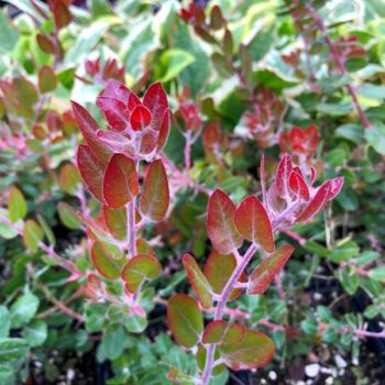 John Dourley Manzanita