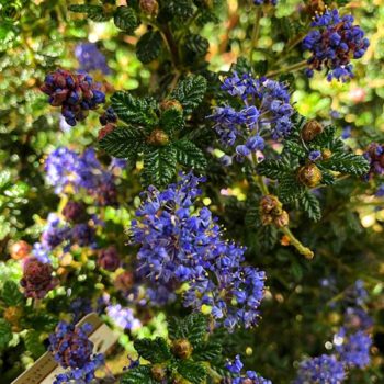 Julia Phelps Ceanothus