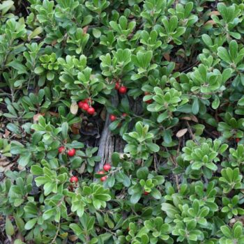 Kinnikinnick Manzanita