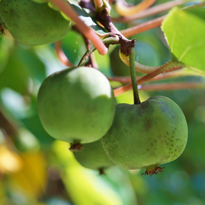 Chang Bai Hardy Kiwi