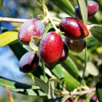 Koroneiki Olive Tree