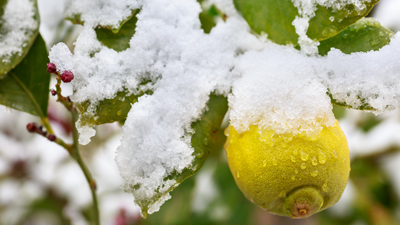 Pushing the Envelope on Cold Hardiness