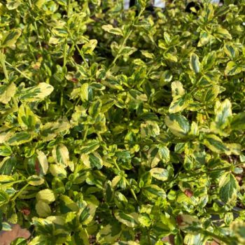 Lemon Ice Ceanothus