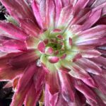 Lotus Blossom Sempervivum
