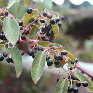 Wineberry