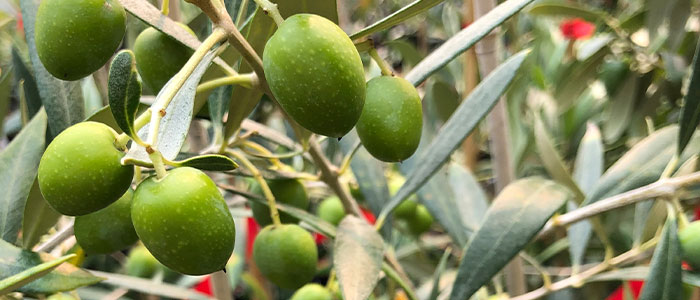 Growing Dry Gardens and Mediterranean Plants