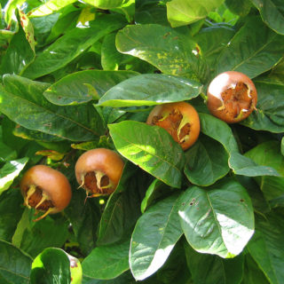 Medlar