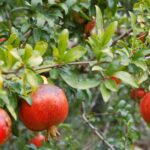 Medovyi Vahsha Pomegranate