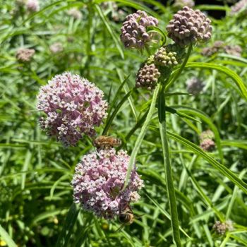 Mexican Whorled Milkweed