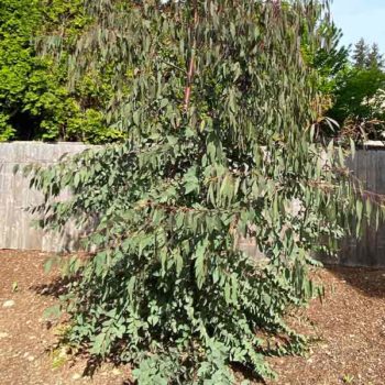 Mountain White Gum Eucalyptus Tree