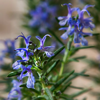Mozart Rosemary