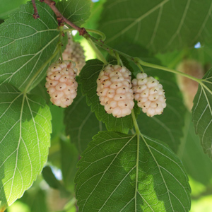 Sweet Lavender Mulberry