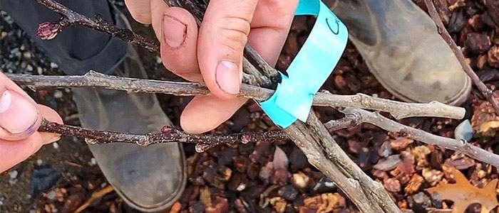 How to Graft Multiple Fruit Varieties onto One Fruit Tree