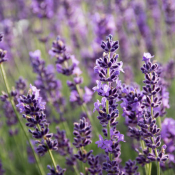 Munstead Lavender