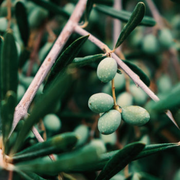 Nikita Jubilee™ Olive Tree