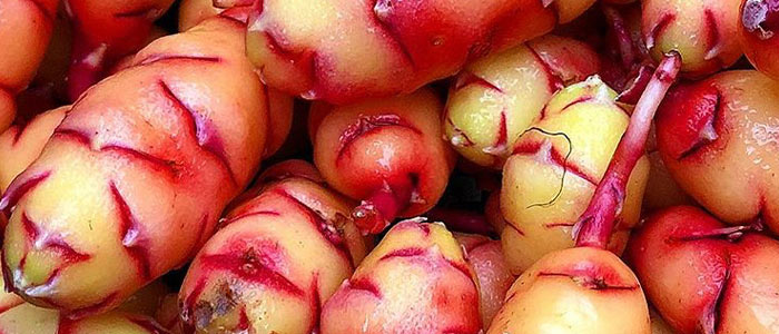 Tips for Growing Oca