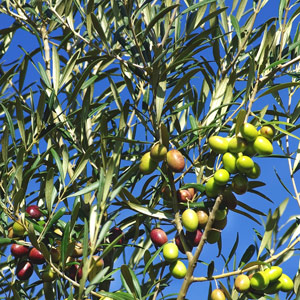 Maurino Olive Tree