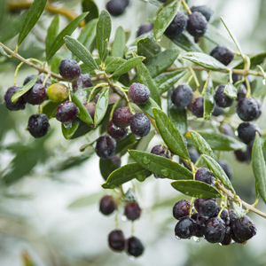 Cailletier – Nicoise Olive Tree