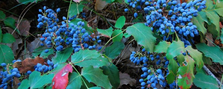 Shade Tolerant Edible Plants