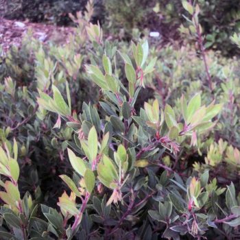 Pacific Mist Manzanita