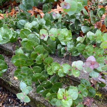 Digger’s Speedwell