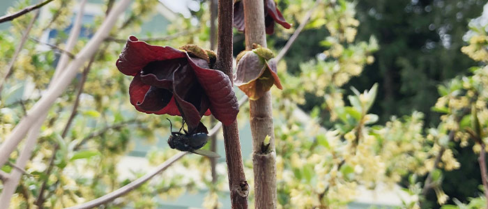 The Role of Flies and Beetles in Pawpaw Pollination