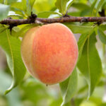 Veteran Peach Tree