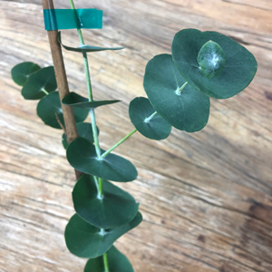 Spinning Wheel Gum Eucalyptus Tree